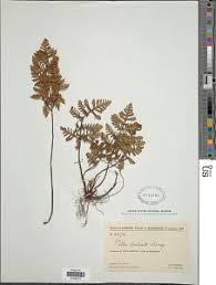 Image result for Pellaea angulosa