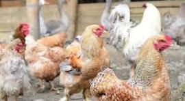 Gallinas en gallinero