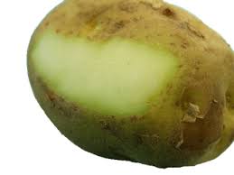 Potatoes are highly sensitive to the environment they're stored in. Should I Refrigerate Potatoes For Storage Myth Busted