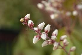 Image result for Pieris japonský bonfire obrázek