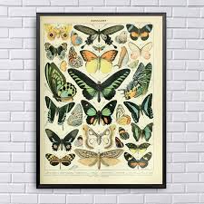 Different Types Of Insects Butterflies Papillon Chart Art
