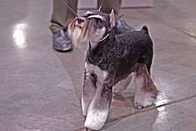 Maybe you would like to learn more about one of these? Miniature Schnauzer Wikipedia