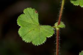 Image result for Alchemilla ellenbeckii