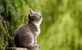 If you've got your heart set on the idea, make sure you do a ton of research first. What Pet Should I Get