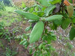 Image result for Crossopteryx