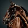 Statistics at online gambling sites in sweden indicate that face time despite any 2020 elitloppet predictions, not just the french horses are likely to win. 1