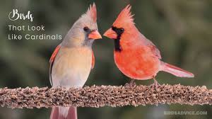 Check spelling or type a new query. 5 Birds That Look Like Cardinals Northern Cardinal