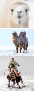 The taj mahal in india and the pyramids in egypt. Camel Riding Tour