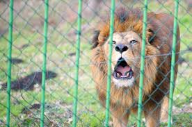 Watch binatang langka online for free on pakistan videos where you can search and watch thousands of daftar binatang langka di indonesia semakin panjang. Tak Hanya Kucing Hewan Hewan Di Kebun Binatang Juga Idap Toksoplasma Wiken
