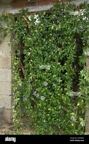 Image result for Passiflora caerulea