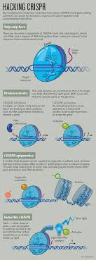 Crispr Gene Editing Is Just The Beginning Nature News Comment In 2020 Science Biology Teaching Biology Biology Classroom