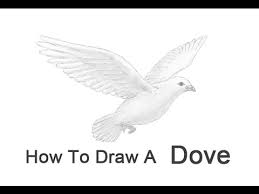 It's easy to draw the feathers on the dove's wings and tail because the basic contours are already there; How To Draw A Dove Youtube