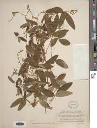 Image result for Teramnus uncinatus