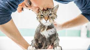 How Often Should I Bathe My Cat Jackson Galaxy