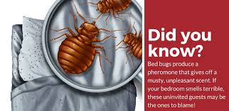 If you see flea and bed bug spray, you'll know that you have chemical options to kill bed bugs. Bed Bug Exterminator How Much Does Treatment Cost