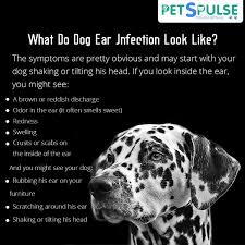 What Do Dog Ear Infections Look Like The Symptoms Are Pretty Obvious If You Look Inside The Ear You Might See 1 Dogs Ears Infection Dog Ear Dog Shaking