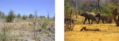 Image result for Androstachys johnsonii