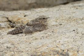 Image result for Pycreus nitidus