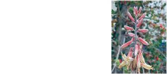 Image result for Trianthema salsoloides