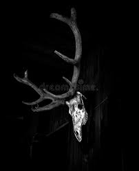 3ds max + c4d fbx obj. 1 616 Deer Skull Photos Free Royalty Free Stock Photos From Dreamstime