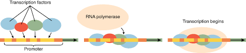 3 6 Cellular Differentiation Anatomy And Physiology