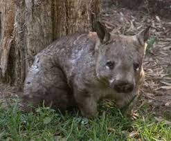 Animals That Are Almost Extinct Seven Strange Almost Extinct Animals Unseen Scienceray Extinct Animals Animals Endangered Animals