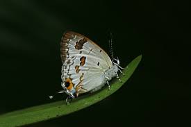 Image result for Hunteria myriantha