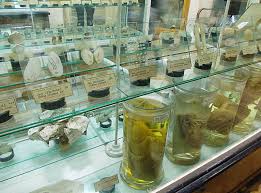 Câștigătoare a fost declarată asocierea de firme din italia: Muzeul De Istorie NaturalÄƒ IaÈ™i Din IaÈ™i Planiada