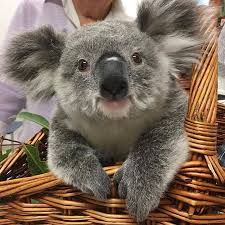Koala Zone Koala Zone Photos Et Videos Instagram In 2020 Cute Animals Baby Animals Cute Baby Animals