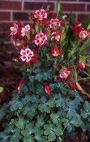 Pin On Garden Beauties