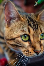 male bengal cat with green eyes bengal cat russian blue cat cats
