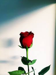 We did not find results for: Aesthetic Red Rose Wallpaper Iphone Novocom Top