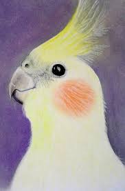 Cockatiel Yellow Bird With Red Cheeks The Lutino Cockatiel Bird Drawings Parakeet Art Cockatiel
