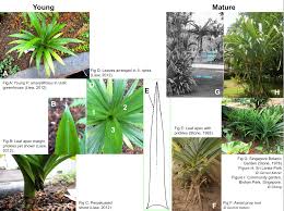 Image result for Pandanus sp. B