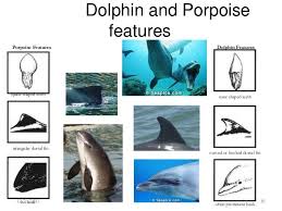 Pin By Linda Tokarczyk On Design Infographics In 2020 Porpoise Marine Mammals Dolphins