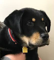 Mother and father are on website for viewing !! Bloomington Mn Rottweiler Meet Sebastian A Pet For Adoption