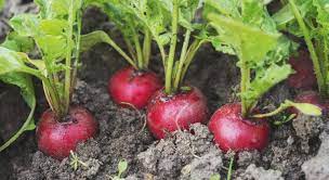 En fin d'été tu peut planter: 12 Fruits Et Legumes A Planter Durant L Ete