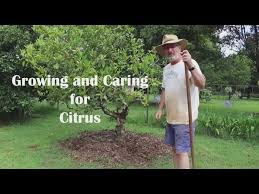 It's also necessary to know how to properly water and fertilize a citrus tree. How To Care For Citrus Youtube