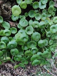 Image result for Umbilicus botryoides
