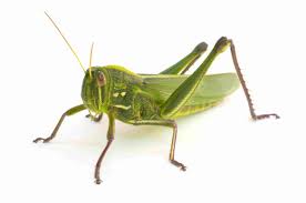 They provide beneficial services to the field crickets are a popular food item for many animals. How Do Crickets Grasshoppers And Cicadas Sing