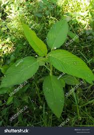 Image result for Caperonia