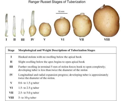ClassiWcation of tuberization and early stages (I–VIII) of development... |  Download Scientific Diagram