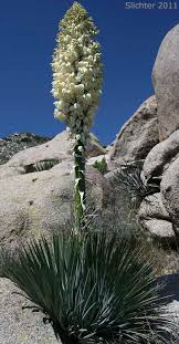 Image result for Agavaceae