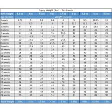 pool puppy weight chart small breed puppy weight this is how