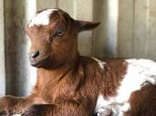 Australian Miniature Goat