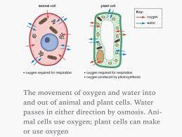 Transpiration and diffusion through cell walls.tranpiration is only for plant cells and animals cells do not have a cell wall. Diffusion Osmosis Photosynthesis Plant Cell Osmosis
