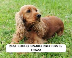 They are known for their silky soft to the touch coat and a disposition that can only be described as merry and agreeable. 8 Best Cocker Spaniel Breeders In Texas 2021 We Love Doodles