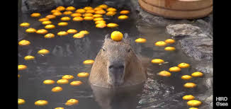 Pin By Uwu On Animales Capybara Cute Animals Animals
