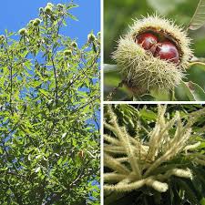 Chataignier Marron Belle Epine Castanea Sativa A Gros Fruits Chataignier Belle Epine Arbre Fruitier