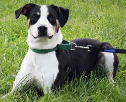 Common sources for adoptable pets are animal shelters and rescue groups. Danbury Animal Welfare Society